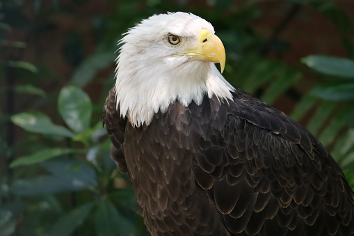 The bald eagle is a bird of prey found in North America.