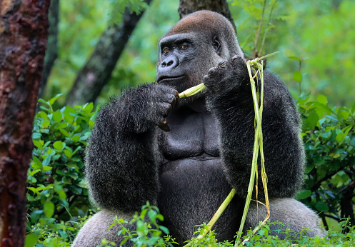 Silverback Gorilla Sitting and Resting While Eating A Snack
