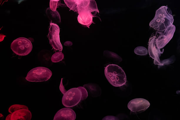 istock jellyfish in water small jellyfish aquarium 1497769982