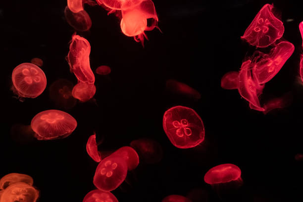 istock jellyfish in water small jellyfish aquarium 1497769985