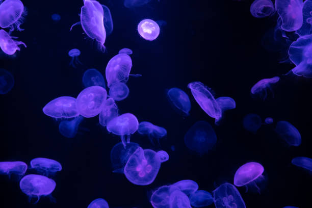 istock jellyfish in water small jellyfish aquarium 1497769987