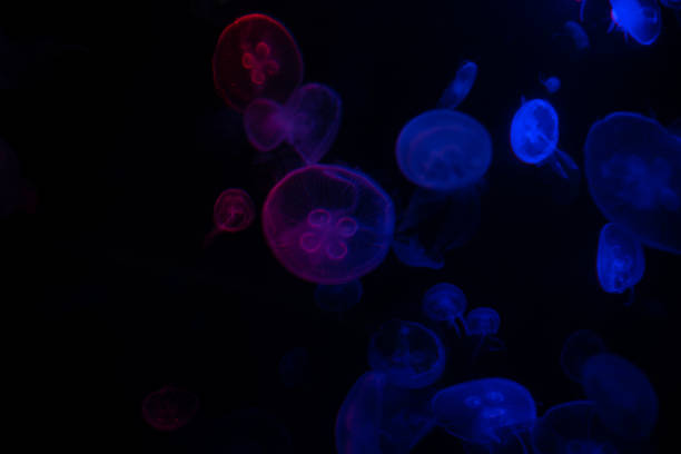 istock jellyfish in water small jellyfish aquarium 1497769998