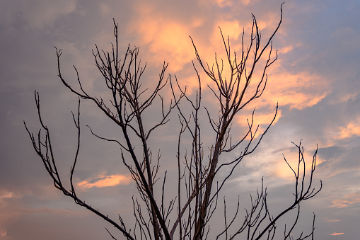 Boab trees are plentiful in Australia’s Kimberley Outback. This tree is a rugged survivor of the seasonal extremes in the Kimberley, aptly nicknamed named \