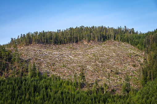 Deforestation on Vancouver Island