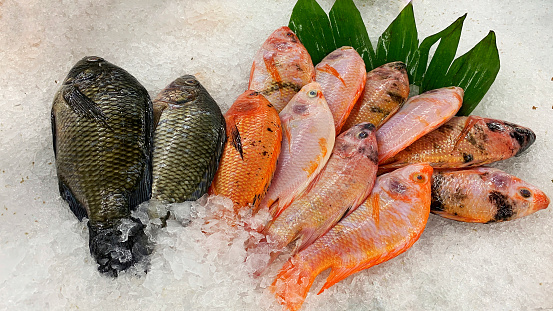 Seafood panorama. Fresh fish and sea food on ice, overhead flat lay view on a black background, panoramic banner