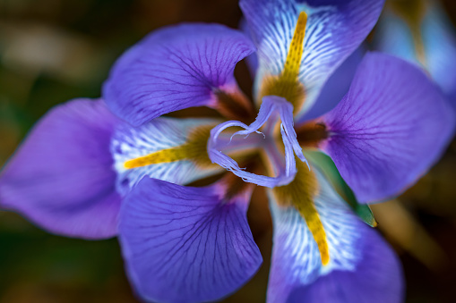 Close-up of a purple Iris in the garden.