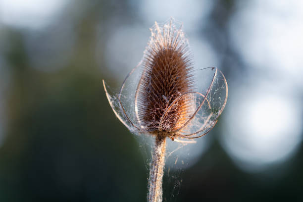 istock Wildflower In A Rural Field 1497772231