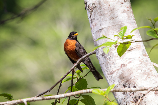 A Robin perched on a tree branch in the park.