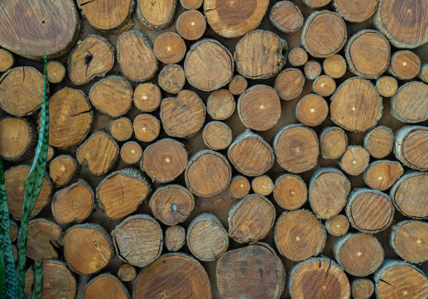 istock Cross section of tree trunks, timber background. Log trunks pile, the logging timber wood industry. 1497774829