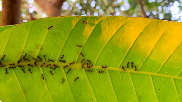 istock ant colony behind the leaves 1497776323