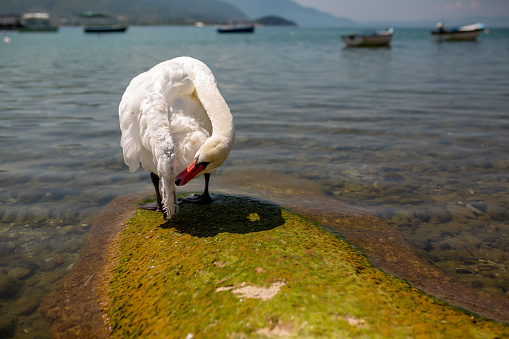 white swan stands on the shore of the lake and cleans its feathers on a summer sunny day
