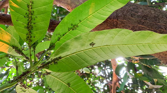 ant colony behind the mango leaves