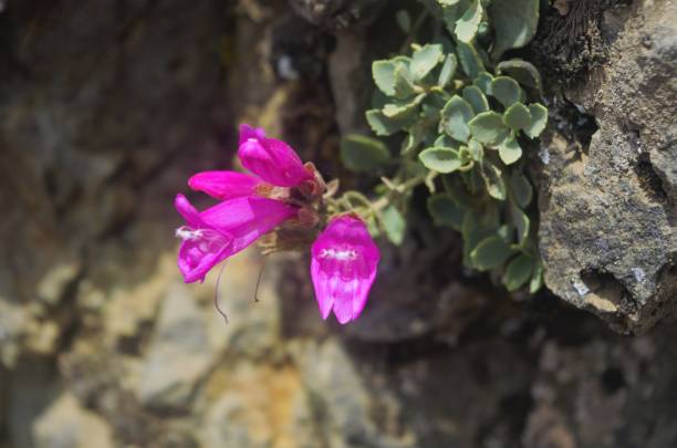nahaufnahme von rosa wildblumenblüten auf einer felswand - rock flower crag close up stock-fotos und bilder