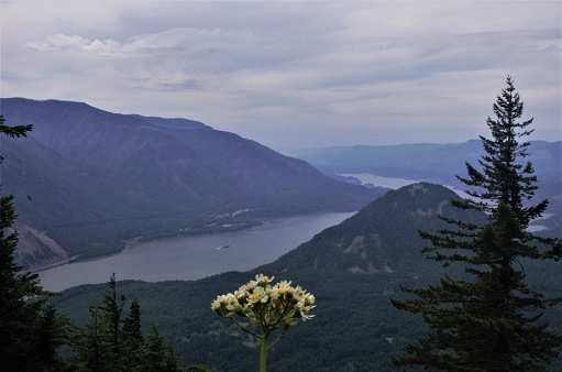 Small bunch of white wildflower blossoms and trees with a river winding through Columbia Gorge under an overcast sky in the background. Taken on the Dog Mountain hiking path, a popular hiking route near Carson, Washington.