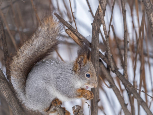 istock The squirrel with nut sits on tree in the winter or late autumn. 1497780829