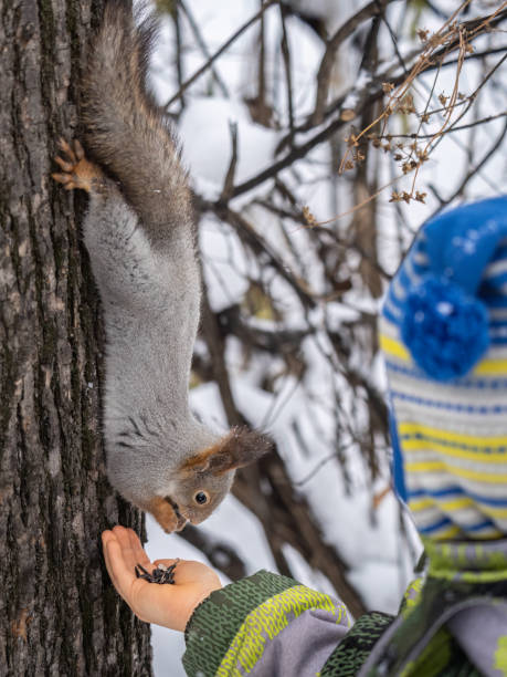 istock A little child in winter feeds a squirrel with a nut. 1497780850