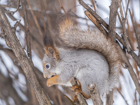 The squirrel with nut sits on tree in the winter or late autumn. Eurasian red squirrel, Sciurus vulgaris.