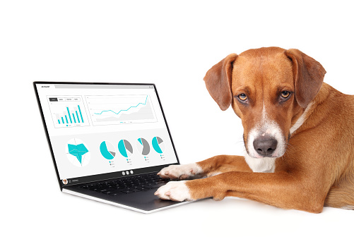 Cute puppy dog analyst looking at fake business statistics website with paws on laptop. Pets using technology. Selective focus. White background