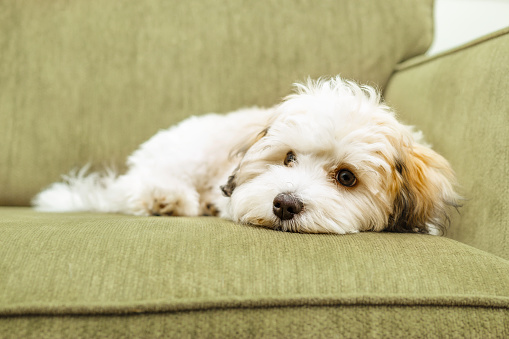 Lindo cachorro habanero acostado en el sofá mientras mira a la cámara photo
