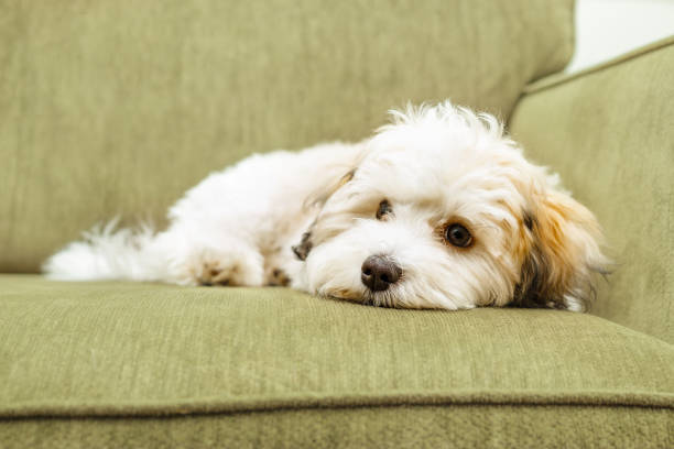 Cute Havanese puppy lying on sofa while looking at camera stock photo