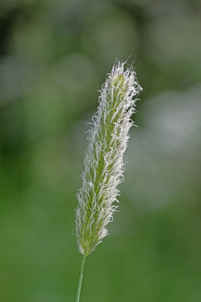 istock Close up image of meadow foxtail grass 1497783558
