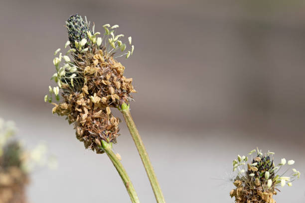 istock Close up image of ribwort plantain 1497783559