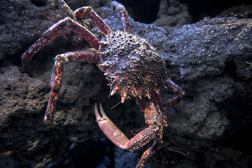 Spider crab on a rock. Closeup macro view