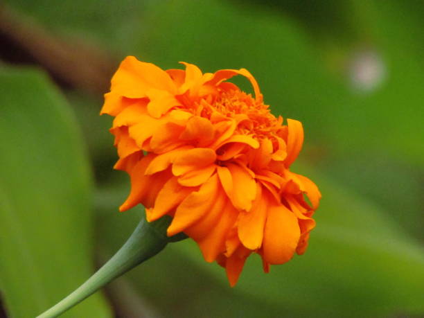 istock beauty flowers are blooming 1497785544