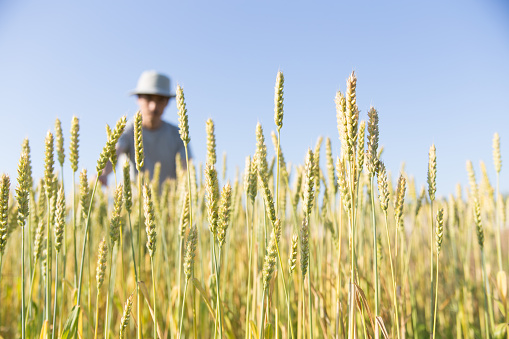 ripe wheat field and a farmer