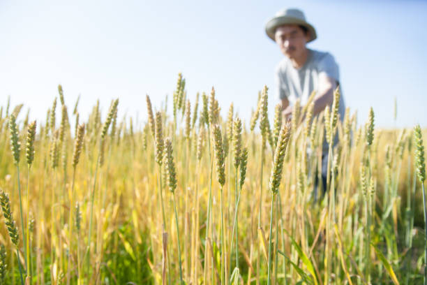 istock ripe wheat field and a farmer 1497786520