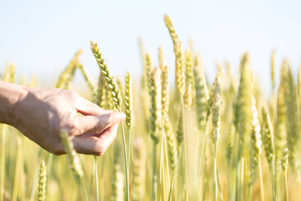 istock hand touching ear of wheat 1497786541