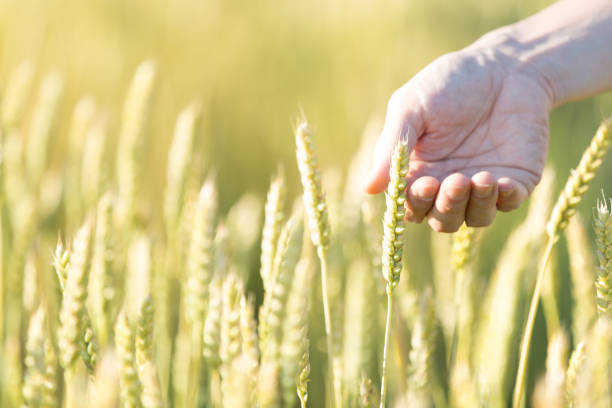 istock hand touching ear of wheat 1497786549