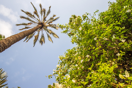 Mexican Fan Palm (Washingtonia robusta) in Marrakesh, Morocco