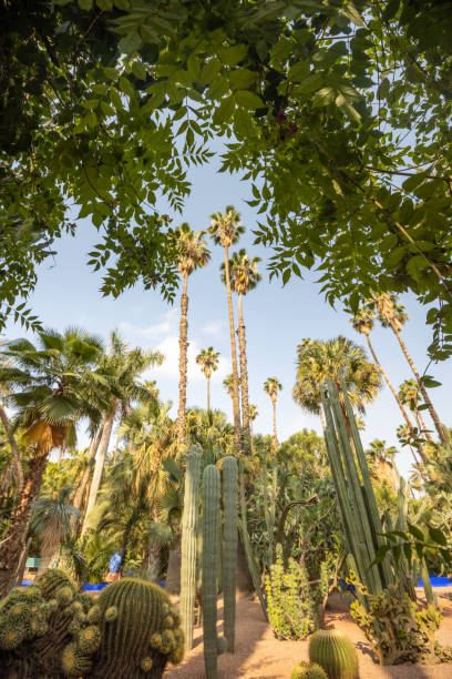 istock Mexican Fan Palm (Washingtonia robusta) in Marrakesh, Morocco 1497787720