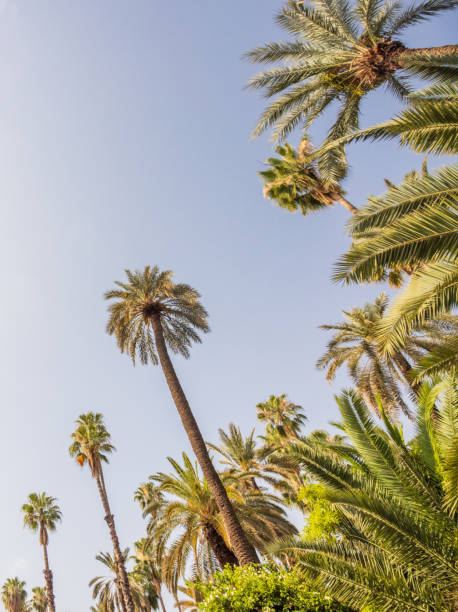 Mexican Fan Palm (Washingtonia robusta) in Marrakesh, Morocco