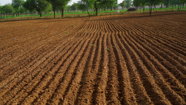 istock Plowed field with planted and empty striped in summer time. Experimental agriculture with farming and food industry 1497787912