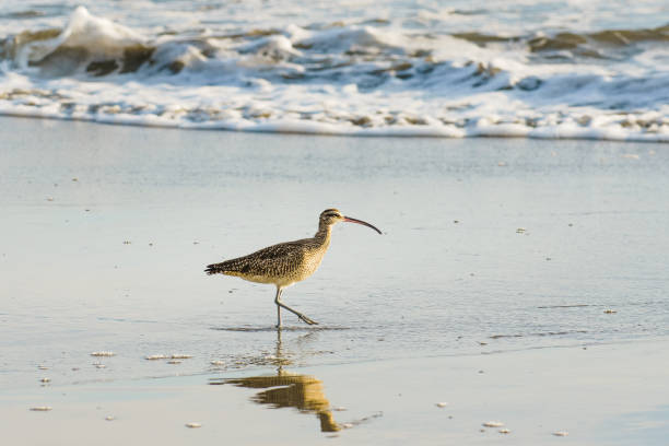 istock Long-billed Curlew, North America's largest shorebird, close up on the beach 1497788435
