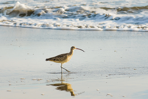 Long-billed Curlew, North America's largest shorebird, close up on the beach close to the water