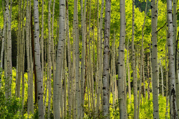 istock Aspen Trees in Spring with Green Foliage 1497788572