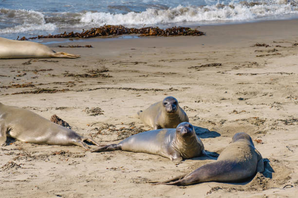 mother and child harbor seals
