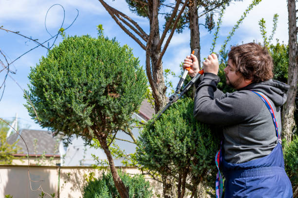 istock Male gardener pruning juniper with scissors, secateur. Making topiary. 1497789145
