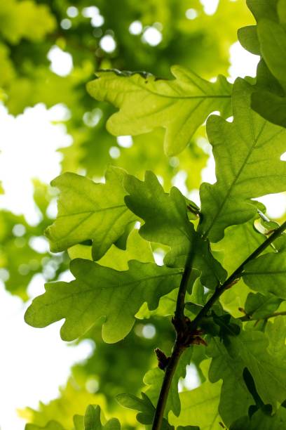 istock Lush, green tree branch extending out from a full canopy of emerald leaves. 1497792225