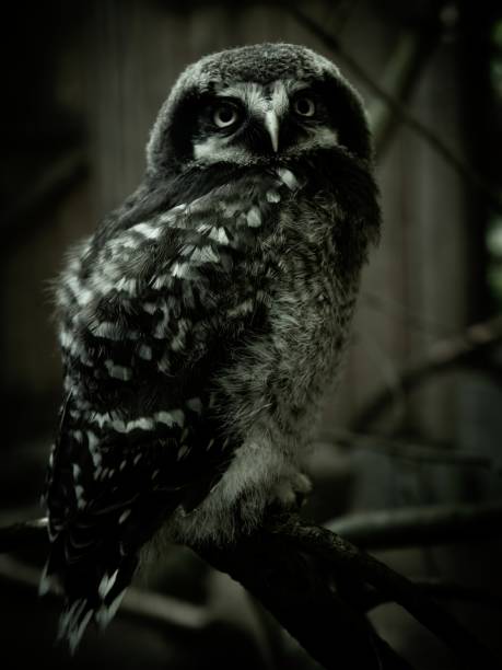 Owlet sits on a stump in the north forest. Hawk owl (Surnia Ulula) Owlet sits on a stump in the forest. thick chicks stock pictures, royalty-free photos & images