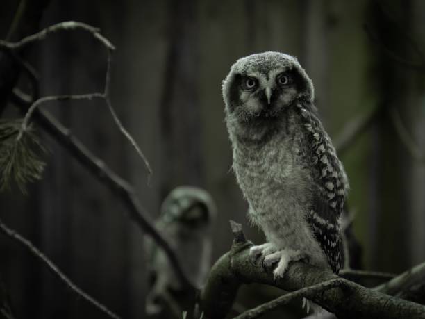 Owlets sits on a stump in the north forest. Hawk owl (Surnia Ulula) Owlets sits on a stump in the forest. thick chicks stock pictures, royalty-free photos & images