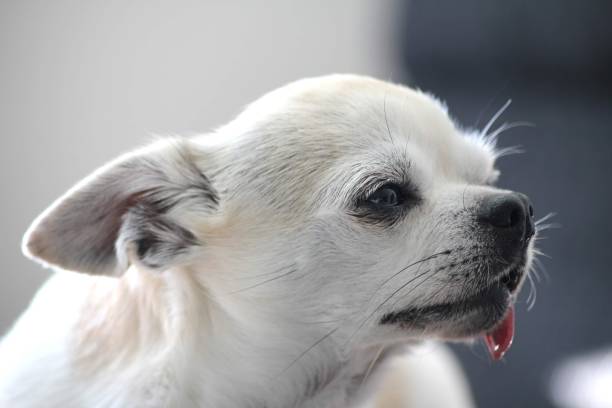 istock Sunny the chihuahua 1497792412
