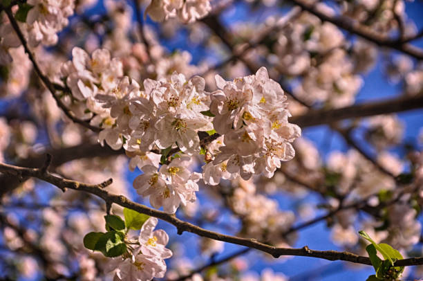 красивые белые цветы на ветке дерева в болу - 5515 стоковые фото и изображения