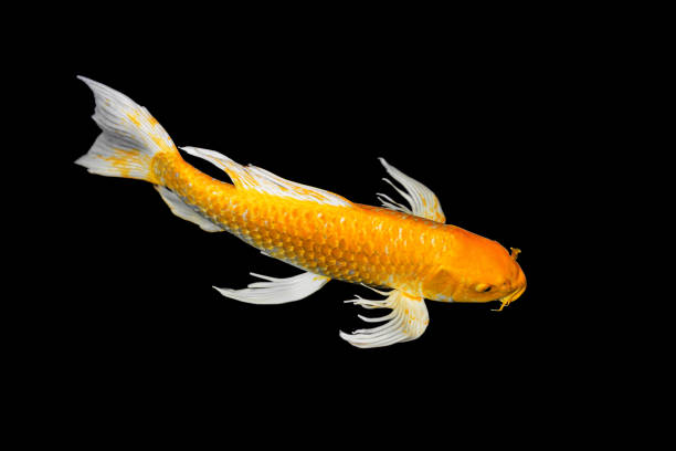 istock golden koi fish in dark pond background 1497794078