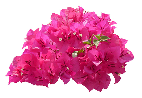 Blooming bougainvillea flower, Paperflower, Pink Bougainvillea flower isolated on white background
