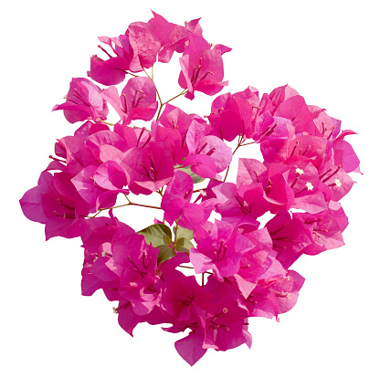 Blooming pink Bougainvillea flower on white background.
