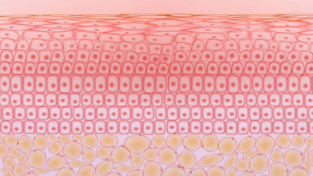 Skin tissue cells and fat tissue cells ,dermis and adipocytes Skin tissue cells and fat tissue cells ,dermis and adipocytes skin stock illustrations